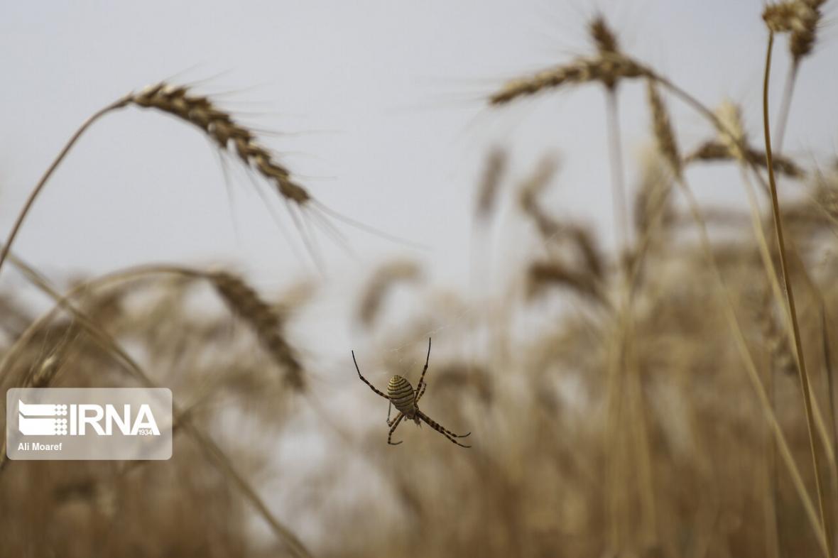 خبرنگاران ضرورت اتخاذ راهکارهای کاهش خسارت گندم در سالجاری