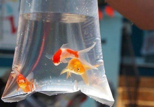 ویژگی های ماهی قرمز سالم چیست؟