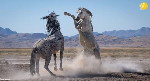 عکسی دیدنی از مبارزه اسب نر باشکوه عکسی دیدنی از مبارزه اسب نر باشکوه