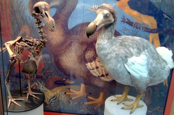 یک شرکت زیست فناوری میلیارد دلاری میخواهد پرنده دودو Dodo را به زندگی بازگرداند!